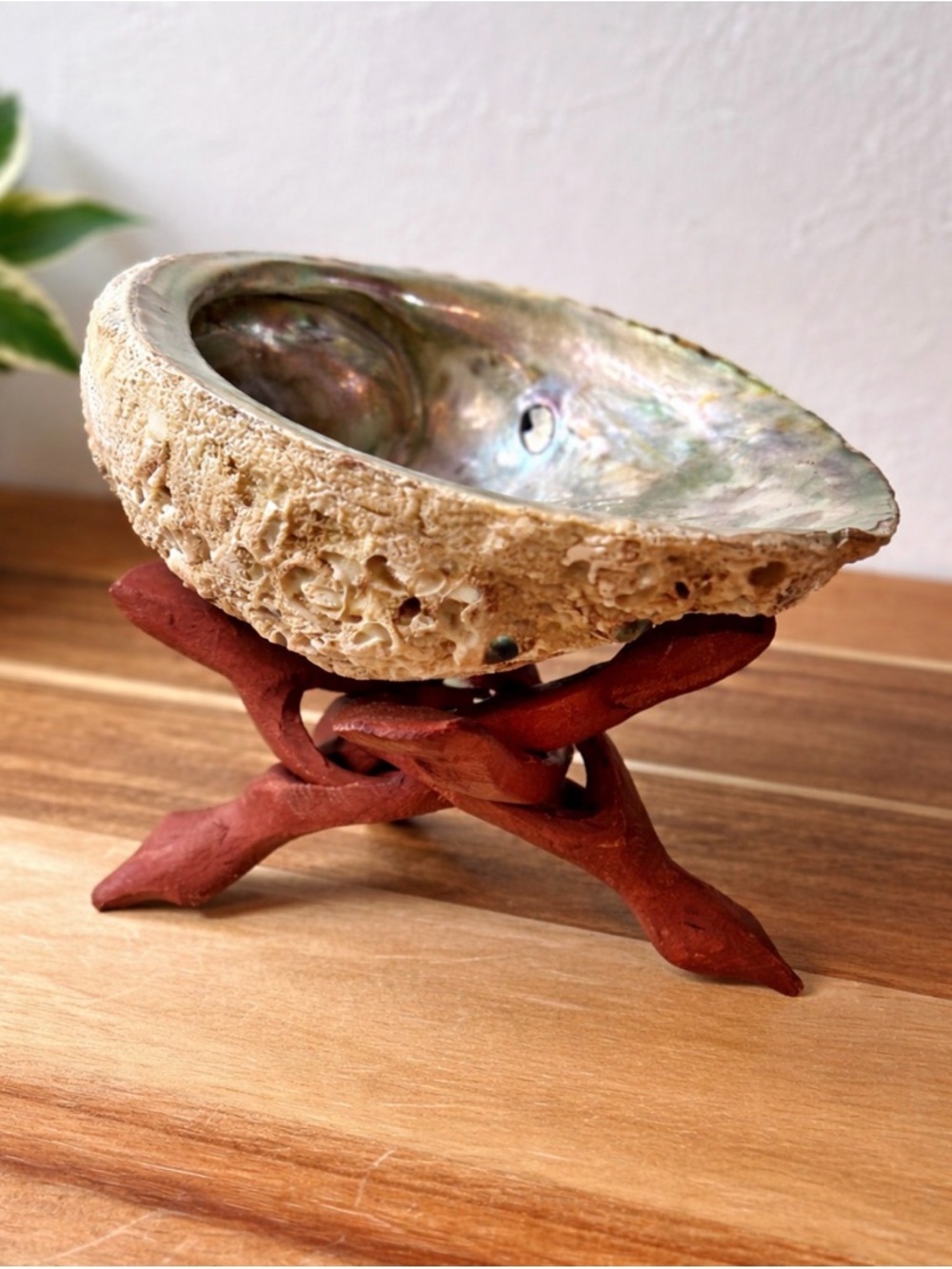 Vintage Natural Abalone Shell Decorative Bowl - Cream and Iridescent